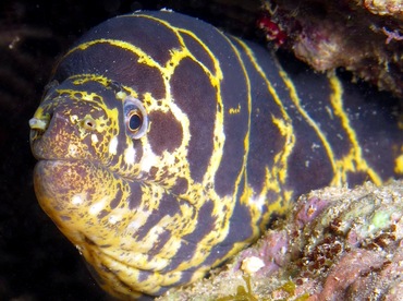 Chain Moray Eel - Echidna catenata - Cozumel, Mexico