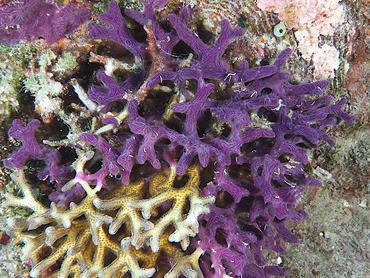 Chalinula nematifera - Chalinula nematifera - Komodo, Indonesia