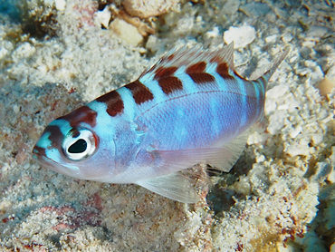 Chalk Bass - Serranus tortugarum - Cozumel, Mexico