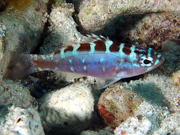 Chalk Bass - Serranus tortugarum - Cozumel, Mexico