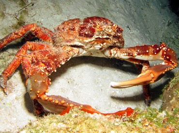 Channel Clinging Crab - Mithrax spinosissimus - Cozumel, Mexico