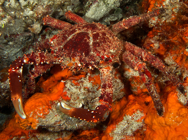 Channel Clinging Crab - Mithrax spinosissimus - Cozumel, Mexico