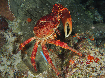 Channel Clinging Crab - Mithrax spinosissimus - Cozumel, Mexico