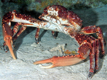 Channel Clinging Crab - Mithrax spinosissimus - Cozumel, Mexico