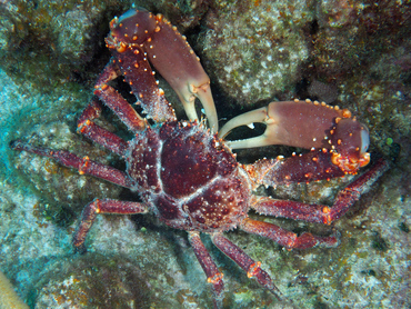 Channel Clinging Crab - Mithrax spinosissimus - Turks and Caicos