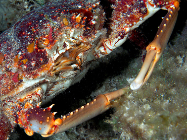 Channel Clinging Crab - Mithrax spinosissimus - Turks and Caicos