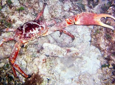 Channel Clinging Crab - Mithrax spinosissimus - Bimini, Bahamas