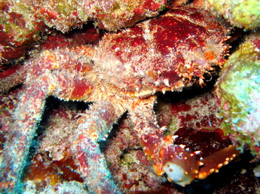 Channel Clinging Crab - Mithrax spinosissimus - Belize