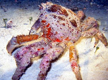 Channel Clinging Crab - Mithrax spinosissimus - Cozumel, Mexico