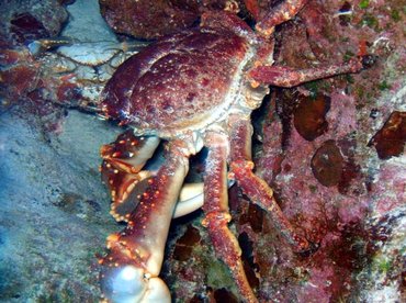 Channel Clinging Crab - Mithrax spinosissimus - Turks and Caicos