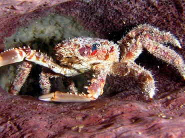 Channel Clinging Crab - Mithrax spinosissimus - Turks and Caicos