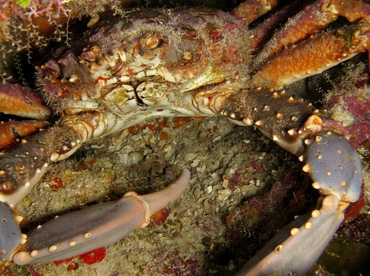 crab reefs cayman grand channel clinging crabs caribbean reef reefguide tropical mithrax coral