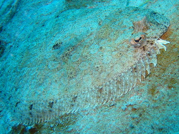 Channel Flounder - Syacium micrurum - Cozumel, Mexico