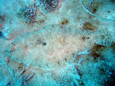 Channel Flounder - Syacium micrurum - Cozumel, Mexico