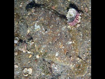Channel Flounder - Syacium micrurum - Palm Beach, Florida