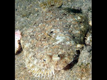 Channel Flounder - Syacium micrurum - Palm Beach, Florida
