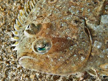 Channel Flounder - Syacium micrurum - Palm Beach, Florida