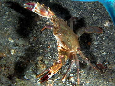Indo-Pacific Swimming Crab - Charybdis hellerii - Blue Heron Bridge, Florida