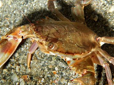 Indo-Pacific Swimming Crab - Charybdis hellerii - Blue Heron Bridge, Florida