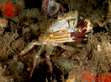 Indo-Pacific Swimming Crab - Charybdis hellerii - Blue Heron Bridge, Florida