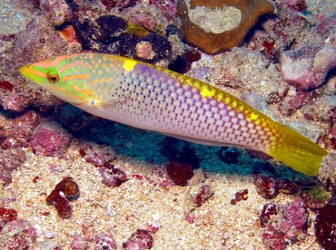 Checkerboard Wrasse - Halichoeres hortulanus - Yap, Micronesia