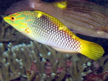 Checkerboard Wrasse - Halichoeres hortulanus - Palau