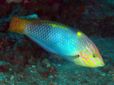 Checkerboard Wrasse - Halichoeres hortulanus - Anilao, Philippines