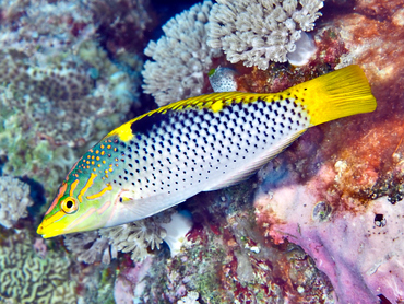 Checkerboard Wrasse - Halichoeres hortulanus - Great Barrier Reef, Australia