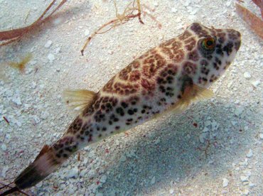 Checkered Puffer - Sphoeroides testudineus - Isla Mujeres, Mexico