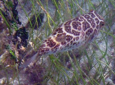 Checkered Puffer - Sphoeroides testudineus - Isla Mujeres, Mexico