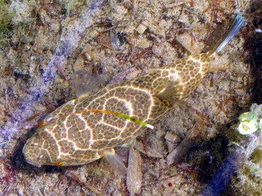 Checkered Puffer - Sphoeroides testudineus - Isla Mujeres, Mexico