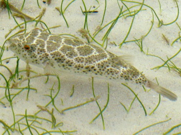 Checkered Puffer - Sphoeroides testudineus - Belize