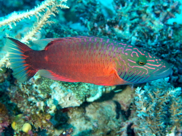 Cheeklined Wrasse - Oxycheilinus digramma - Fiji