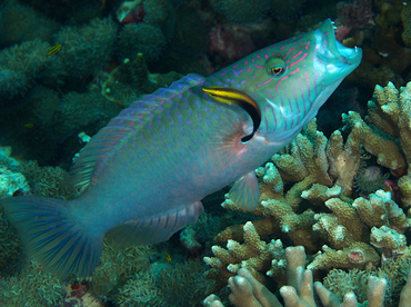 Cheeklined Wrasse - Oxycheilinus digramma - Wakatobi, Indonesia