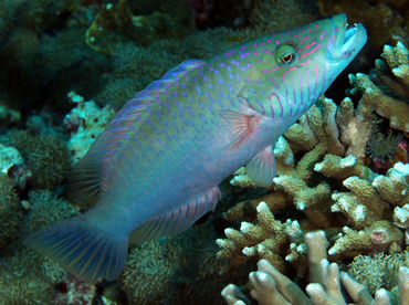 Cheeklined Wrasse - Oxycheilinus digramma - Wakatobi, Indonesia