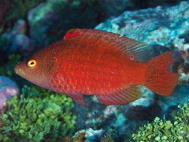Snooty Wrasse - Cheilinus oxycephalus - Rangiroa, French Polynesia