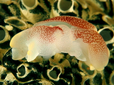 Lovely Headshield Slug - Chelidonura amoena - Anilao, Philippines