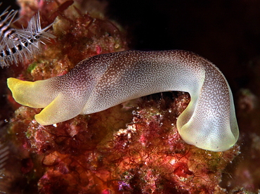 Lovely Headshield Slug - Chelidonura amoena - Palau