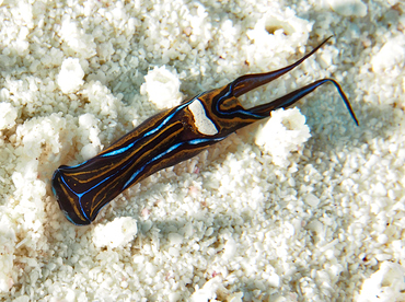 Swallowtail Headshield Slugs - Chelidonura hirundinina - Cozumel, Mexico