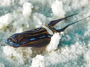 Swallowtail Headshield Slugs - Chelidonura hirundinina - Cozumel, Mexico