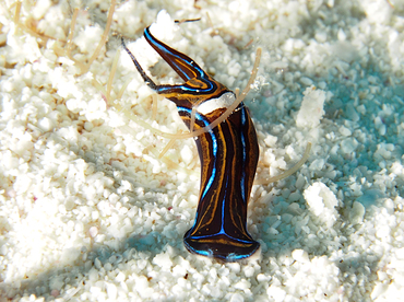 Swallowtail Headshield Slugs - Chelidonura hirundinina - Cozumel, Mexico