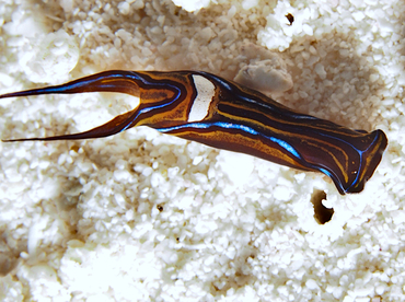 Swallowtail Headshield Slugs - Chelidonura hirundinina - Cozumel, Mexico