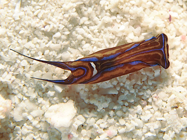 Swallowtail Headshield Slugs - Chelidonura hirundinina - Cozumel, Mexico