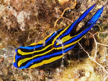 Swallowtail Headshield Slugs - Chelidonura hirundinina - Bali, Indonesia
