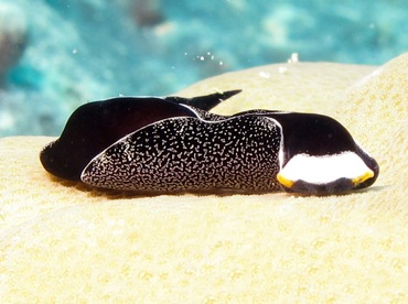 Headband Headshield Slug - Mariaglaja inornata - Palau
