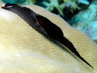 Headband Headshield Slug - Chelidonura inornata - Palau