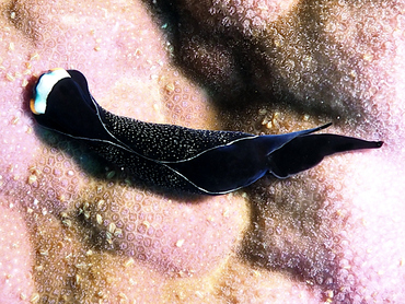 Headband Headshield Slug - Mariaglaja inornata - Great Barrier Reef, Australia