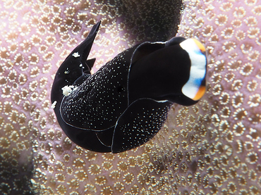 Headband Headshield Slug - Mariaglaja inornata - Great Barrier Reef, Australia