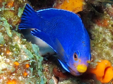 Cherubfish - Centropyge argi - Cozumel, Mexico