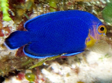 Cherubfish - Centropyge argi - Cozumel, Mexico